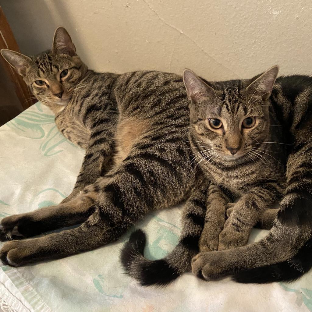 Enlarge Raylan, a Adoptable Domestic Short Hair in Brooklyn, NY image 1/6