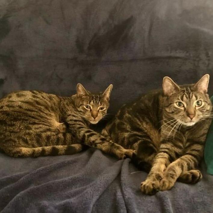 Enlarge Raylan, a Adoptable Domestic Short Hair in Brooklyn, NY image 2/6