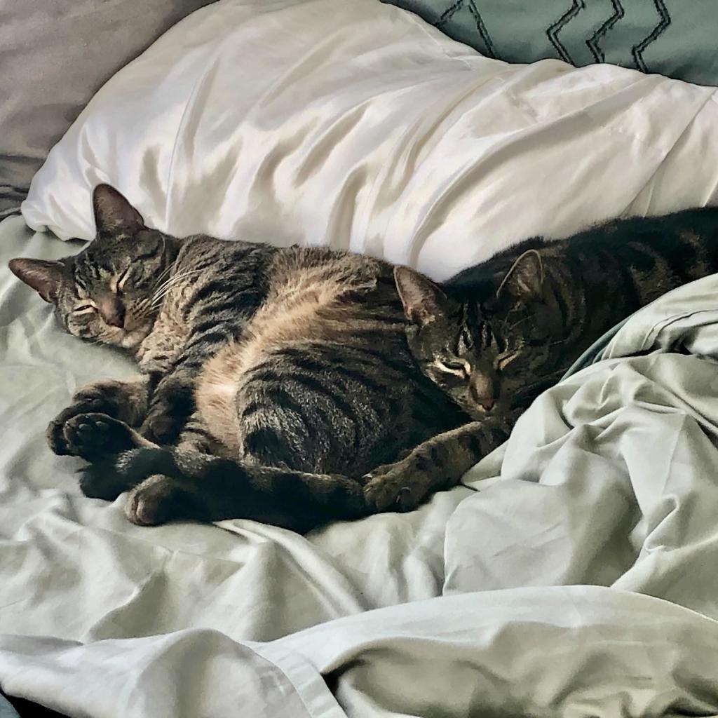 Enlarge Raylan, a Adoptable Domestic Short Hair in Brooklyn, NY image 3/6