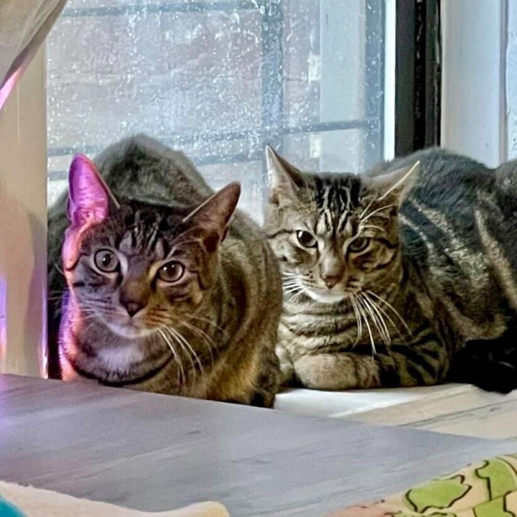 Enlarge Raylan, a Adoptable Domestic Short Hair in Brooklyn, NY image 5/6