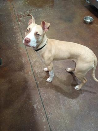 Biscuit, Adoptable, Young Male Mixed Breed & Mixed Breed.