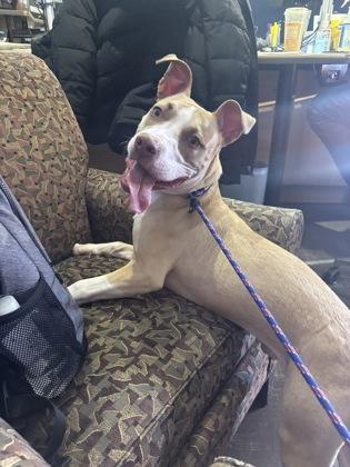 Enlarge Biscuit, a Adoptable mixed breed in Cincinnati, OH image 2/2