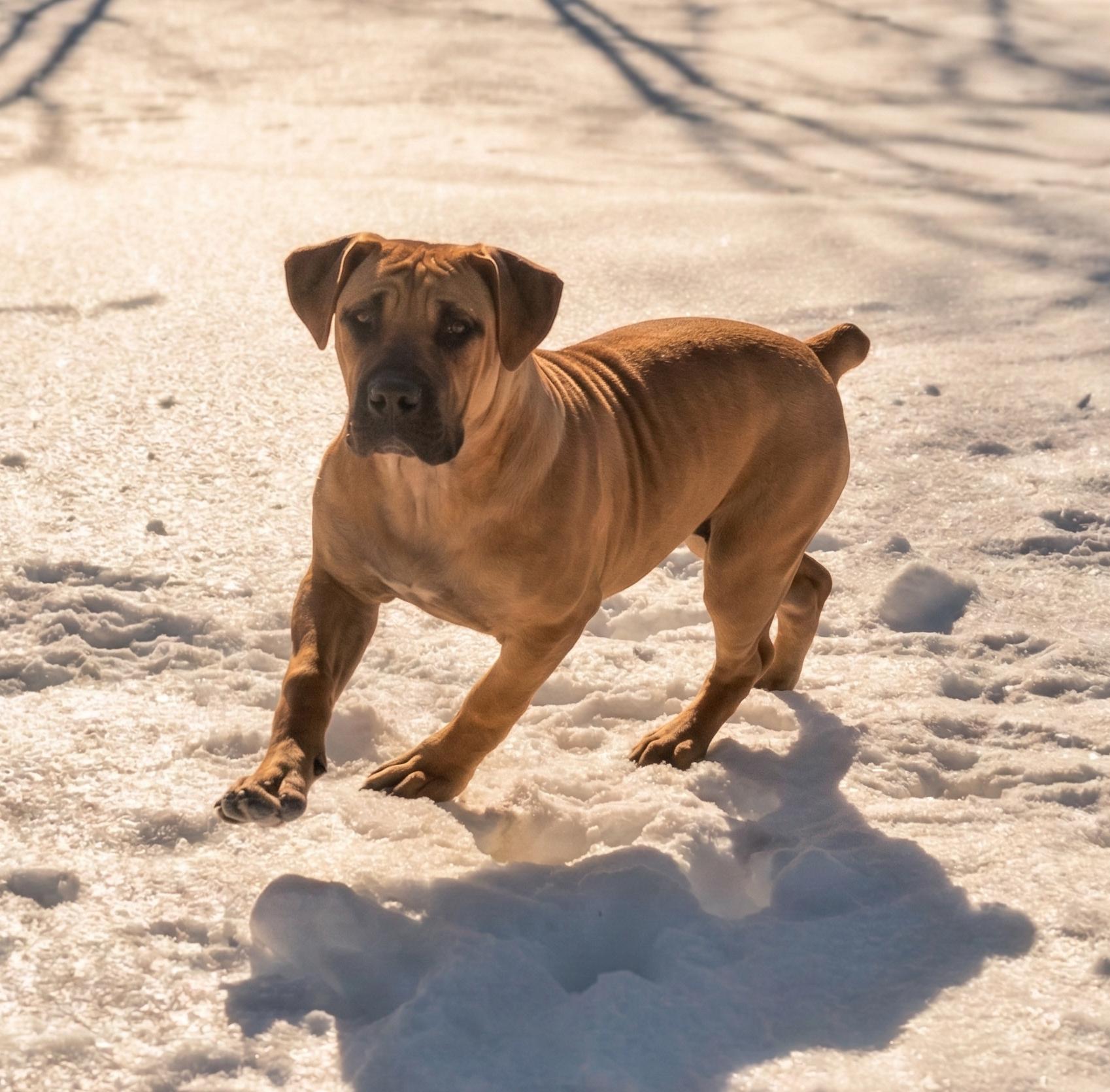 Enlarge Mercy, an adopted Boerboel in Sulphur, KY image 4/4