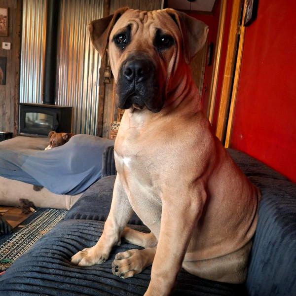 Enlarge Mercy, an adopted Boerboel in Sulphur, KY image 2/4