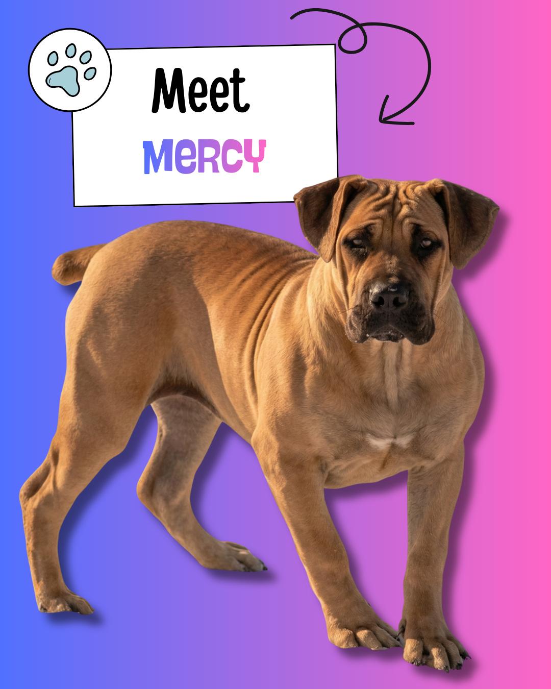 Mercy, adopted, Puppy Female Boerboel.