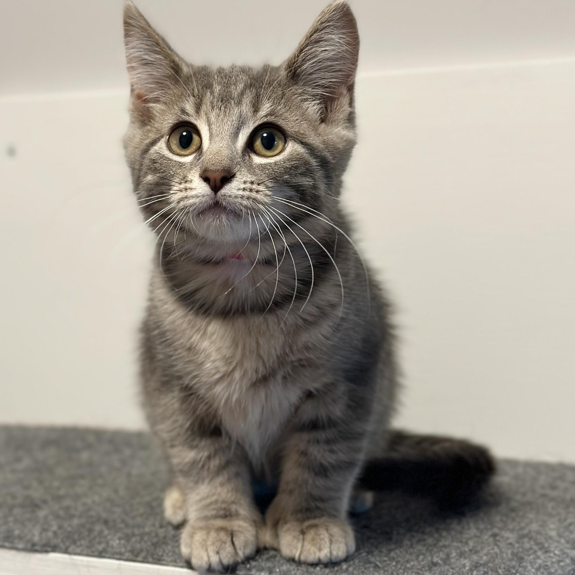 Enlarge Clementine, an adopted Domestic Short Hair in Victor, NY image 2/2