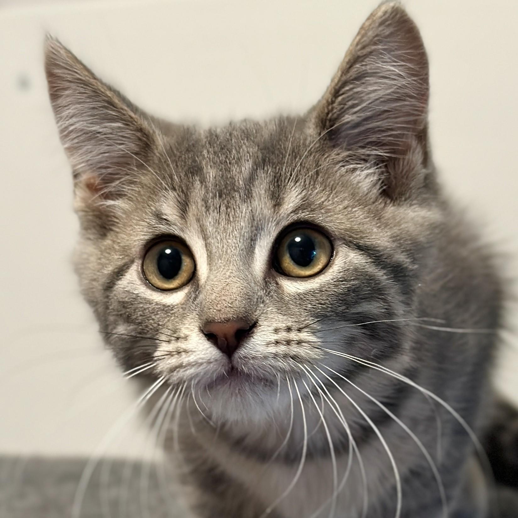 Clementine, adopted, Kitten Female Domestic Short Hair.