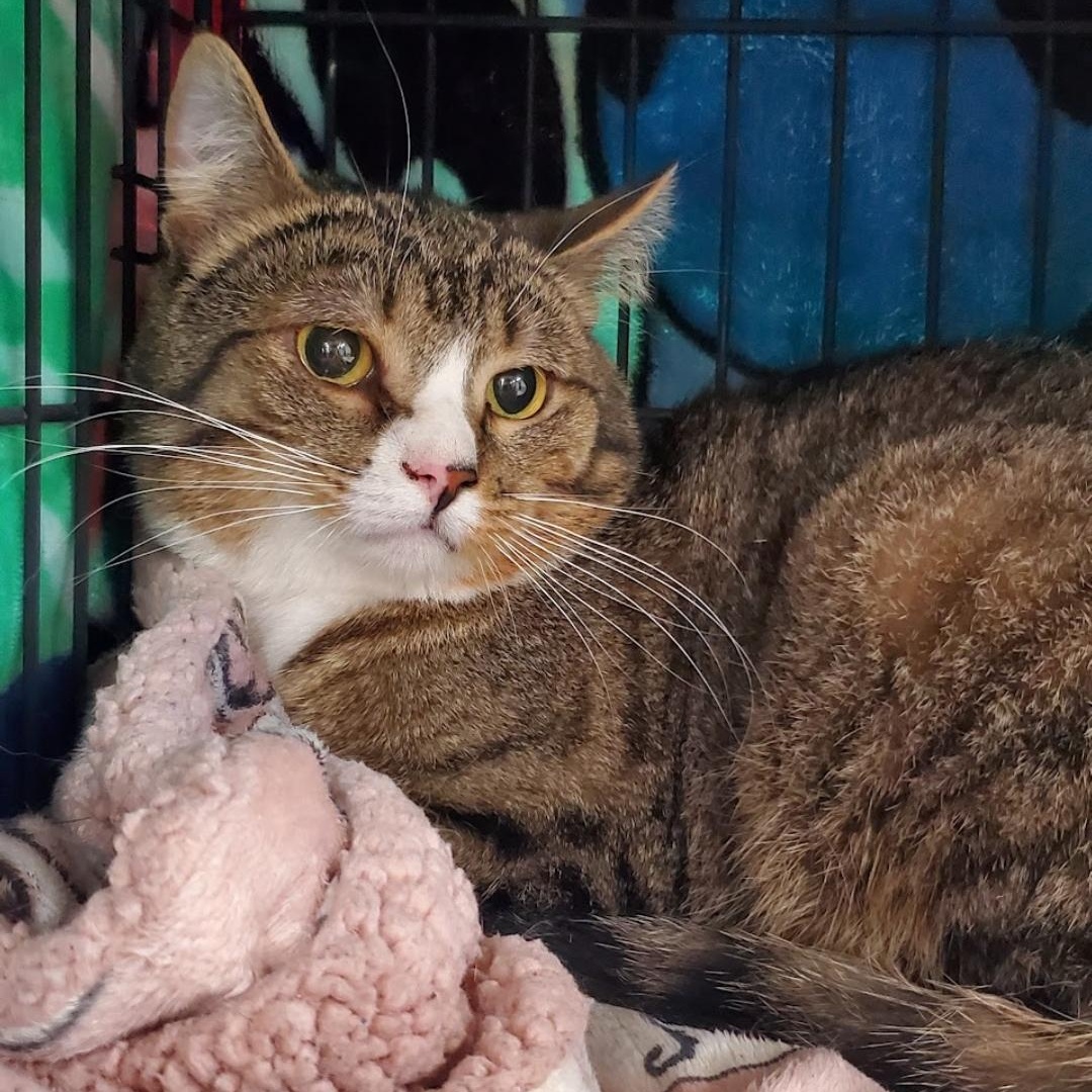 Enlarge Smeagol - Private Adoption, a ADOPTABLE Domestic Short Hair in St Stephen, NB image 1/1