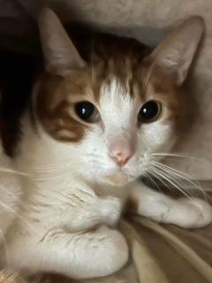 ARIES, adopted, Adult Male Domestic Short Hair.