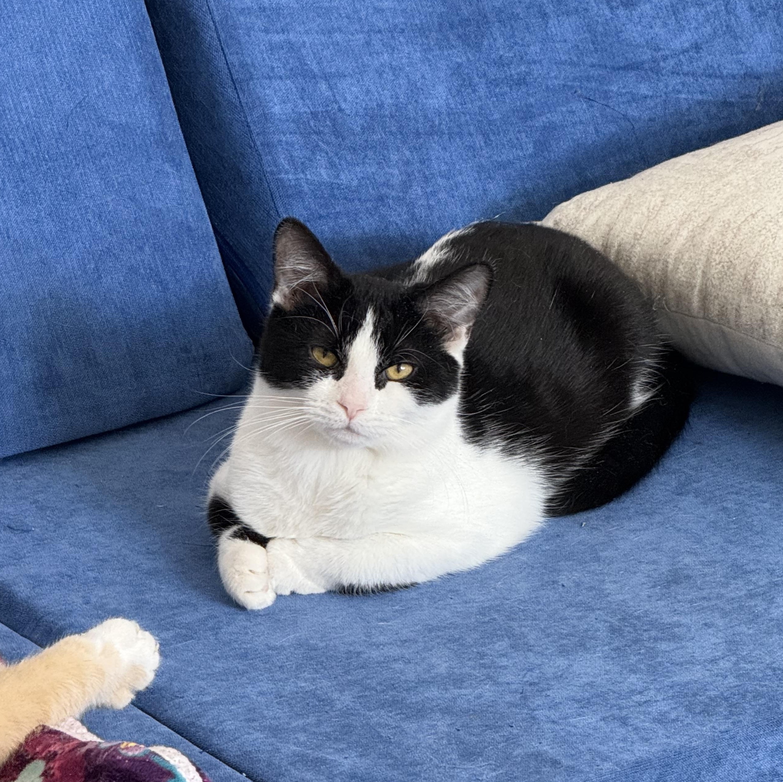 Calli, Adoptable, Kitten Female Domestic Short Hair.