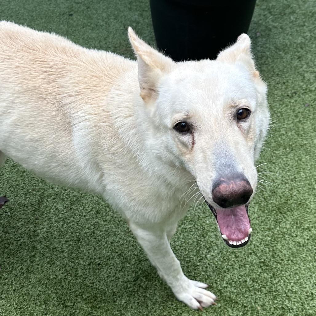 Draco, Adoptable, Adult Male White German Shepherd.