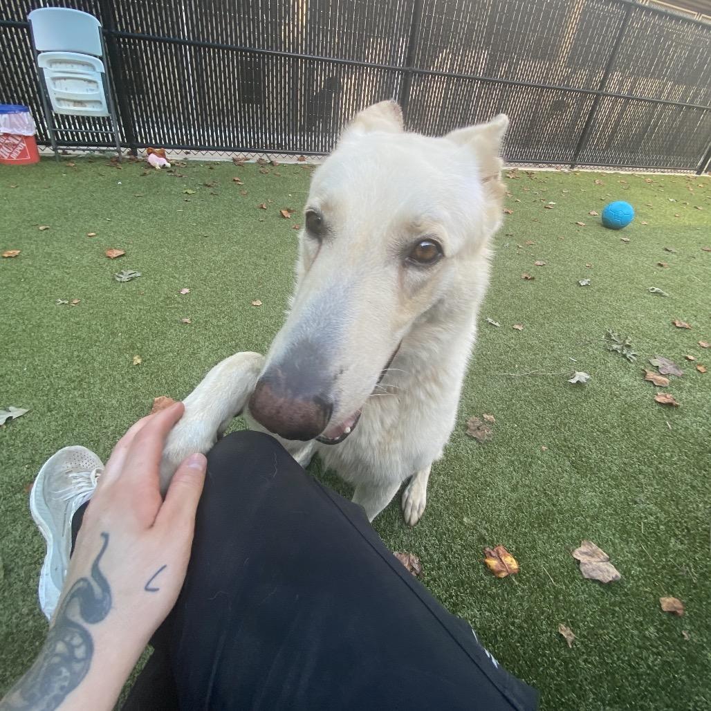 Enlarge Draco, a Adoptable White German Shepherd in Greensboro, NC image 2/6