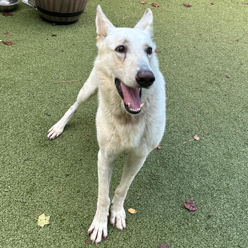Enlarge Draco, a Adoptable White German Shepherd in Greensboro, NC image 3/6