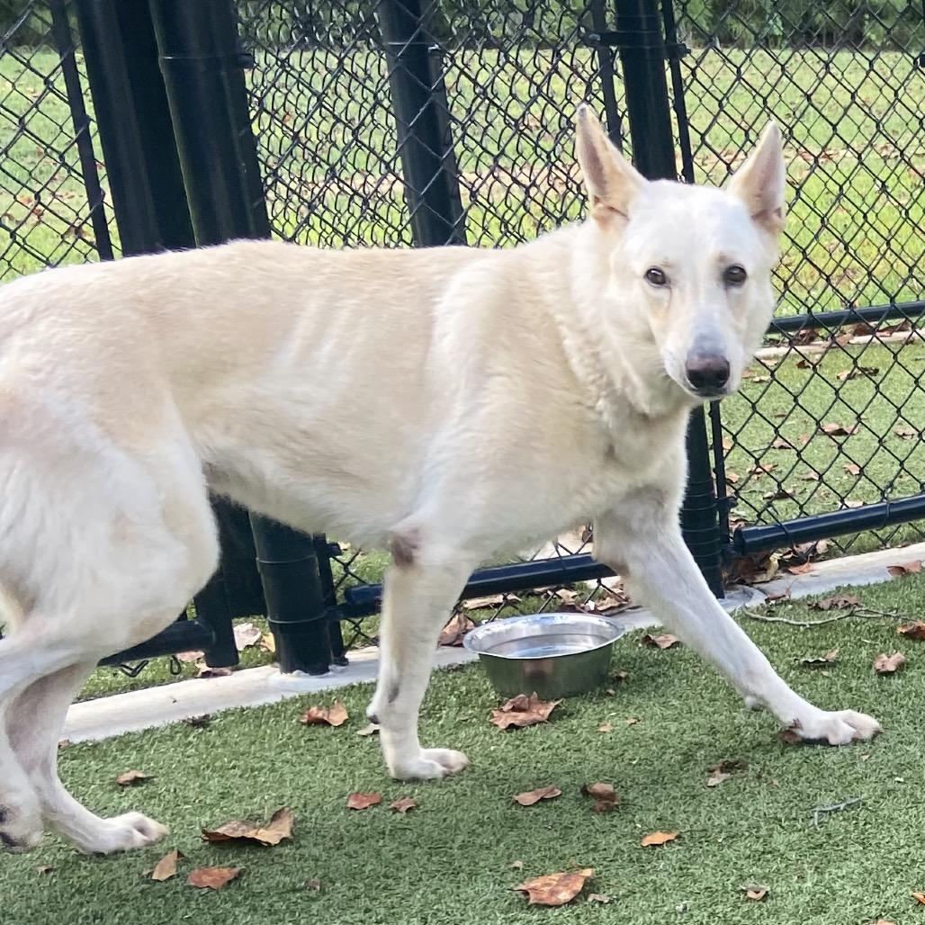 Enlarge Draco, a Adoptable White German Shepherd in Greensboro, NC image 4/6