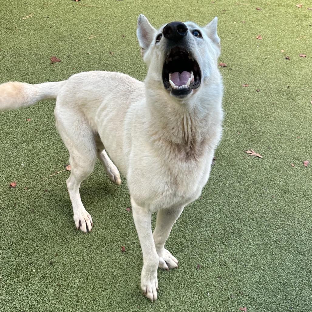 Enlarge Draco, a Adoptable White German Shepherd in Greensboro, NC image 5/6