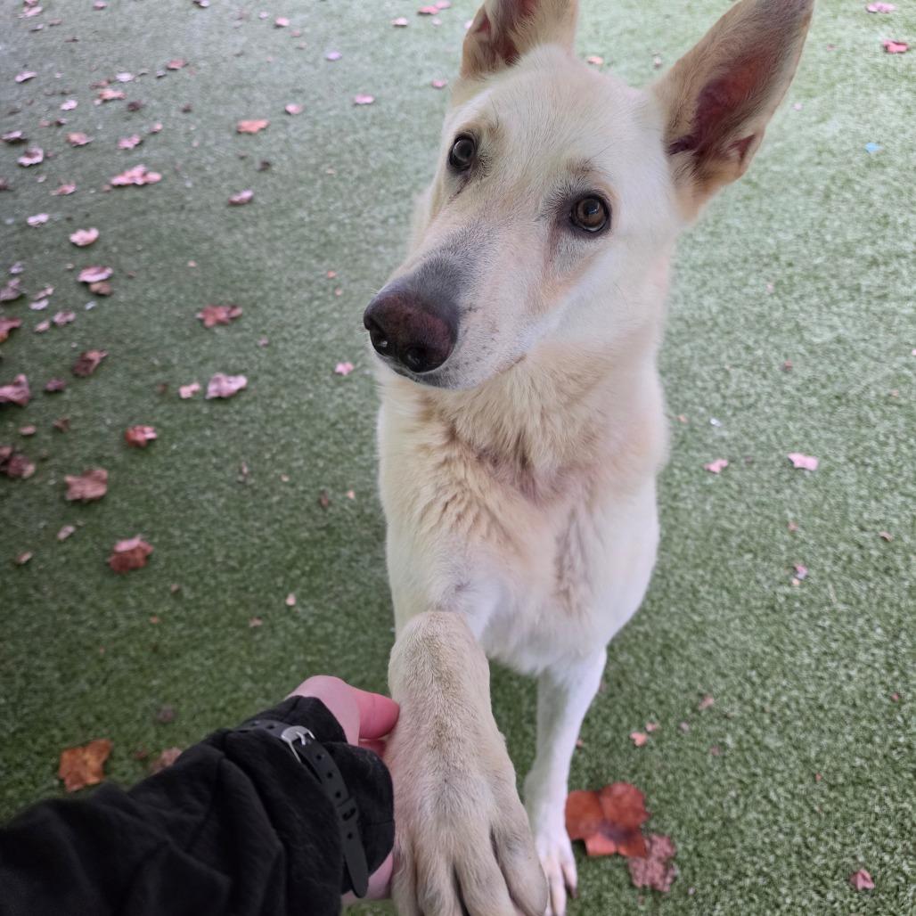 Enlarge Draco, a Adoptable White German Shepherd in Greensboro, NC image 6/6