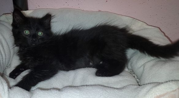 Kiki, a Adoptable mixed breed in Libby, MT image 2/4