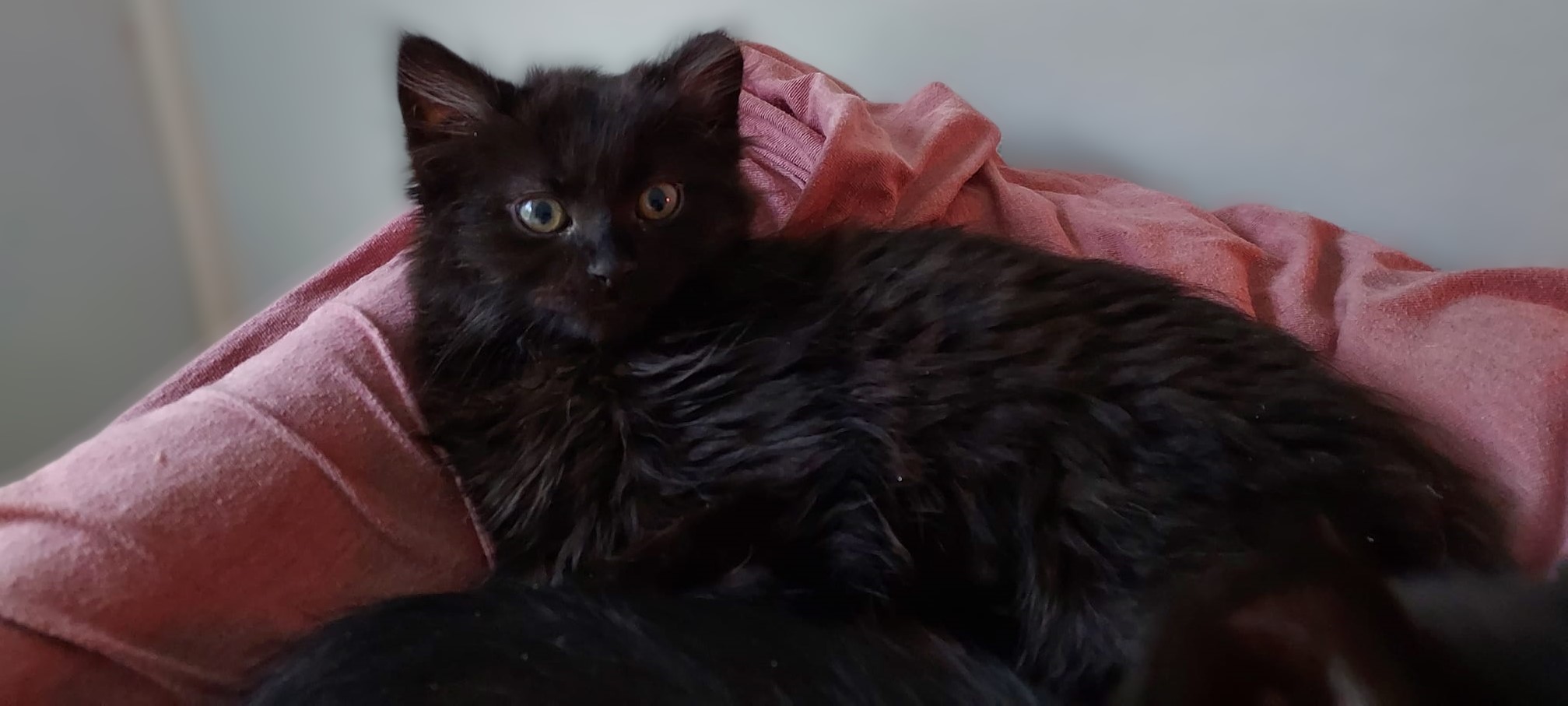 Kiki, a Adoptable mixed breed in Libby, MT image 4/4