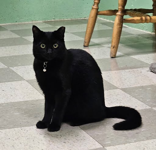 Kiki, a Adoptable mixed breed in Libby, MT image 1/4