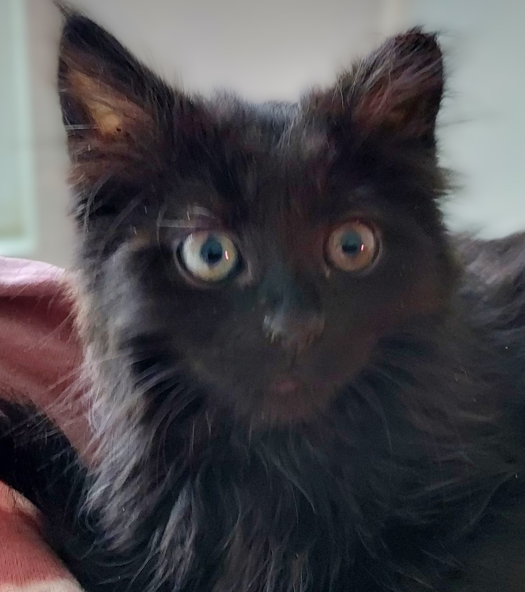 Kiki, a Adoptable mixed breed in Libby, MT image 3/4