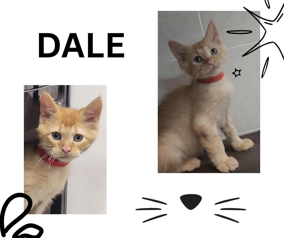 Dale, Baby Male Domestic Medium Hair