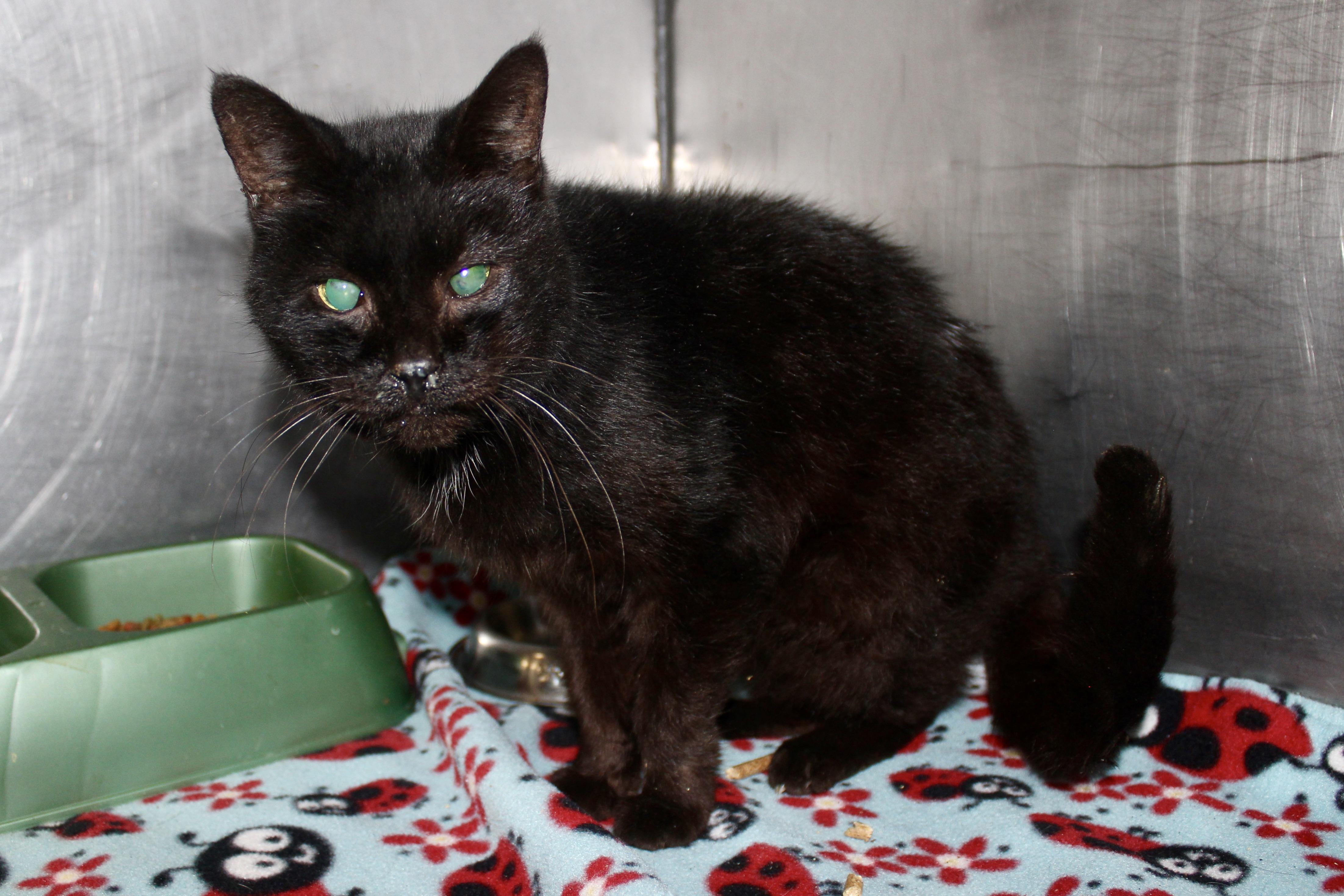 MINNIE — thumbnail 2