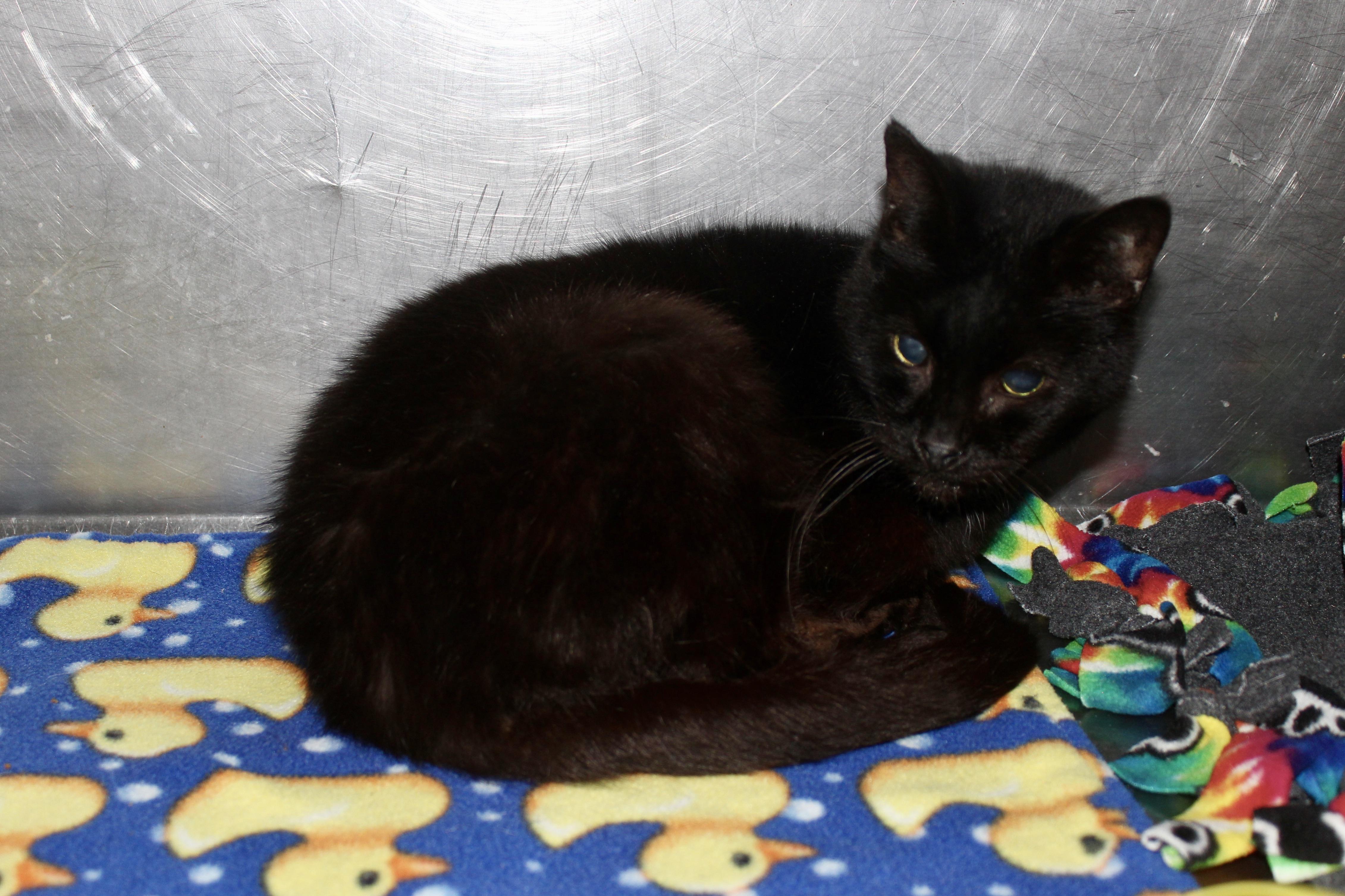 MINNIE — thumbnail 3