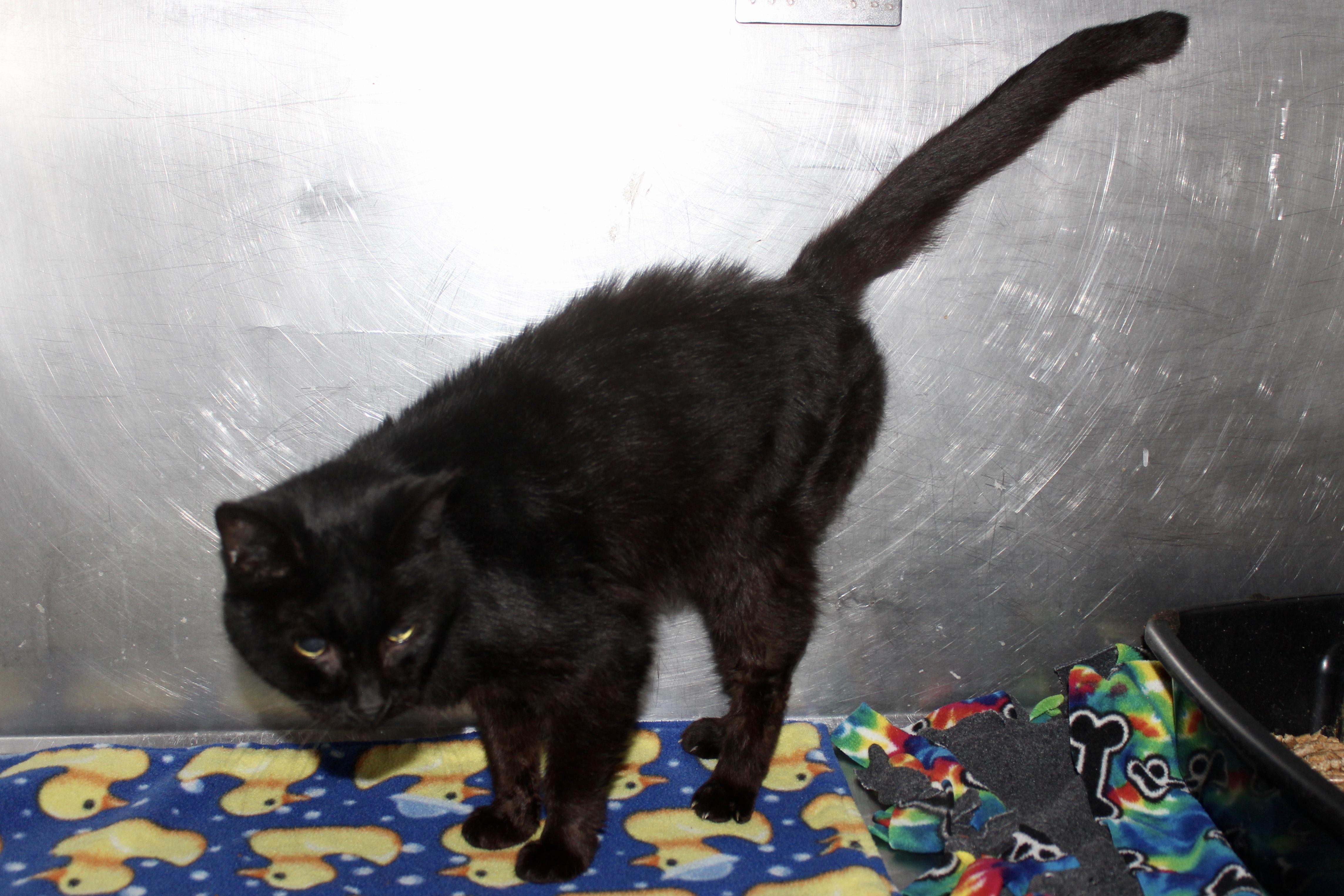 MINNIE — thumbnail 4