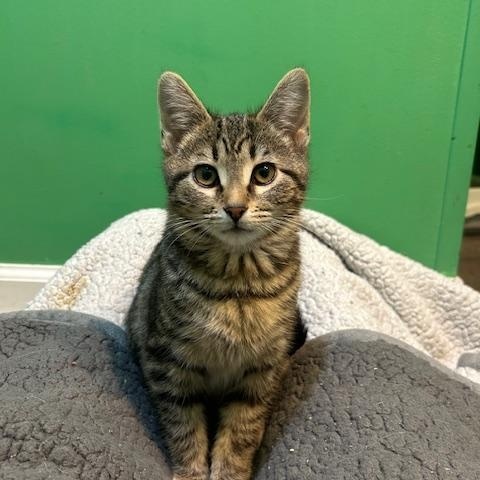 Cumin 1025 DW, an adopted Domestic Short Hair in West Bloomfield, MI image 3/3