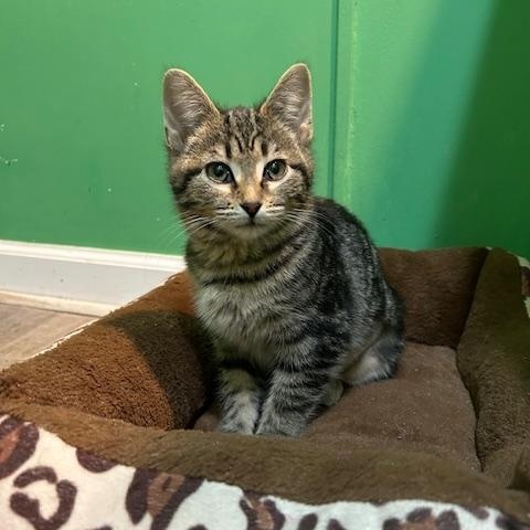 Cumin 1025 DW, adopted, Kitten Male Domestic Short Hair.