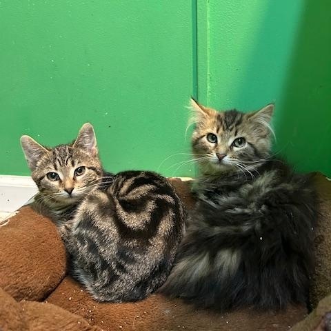 Cumin 1025 DW, an adopted Domestic Short Hair in West Bloomfield, MI image 2/3