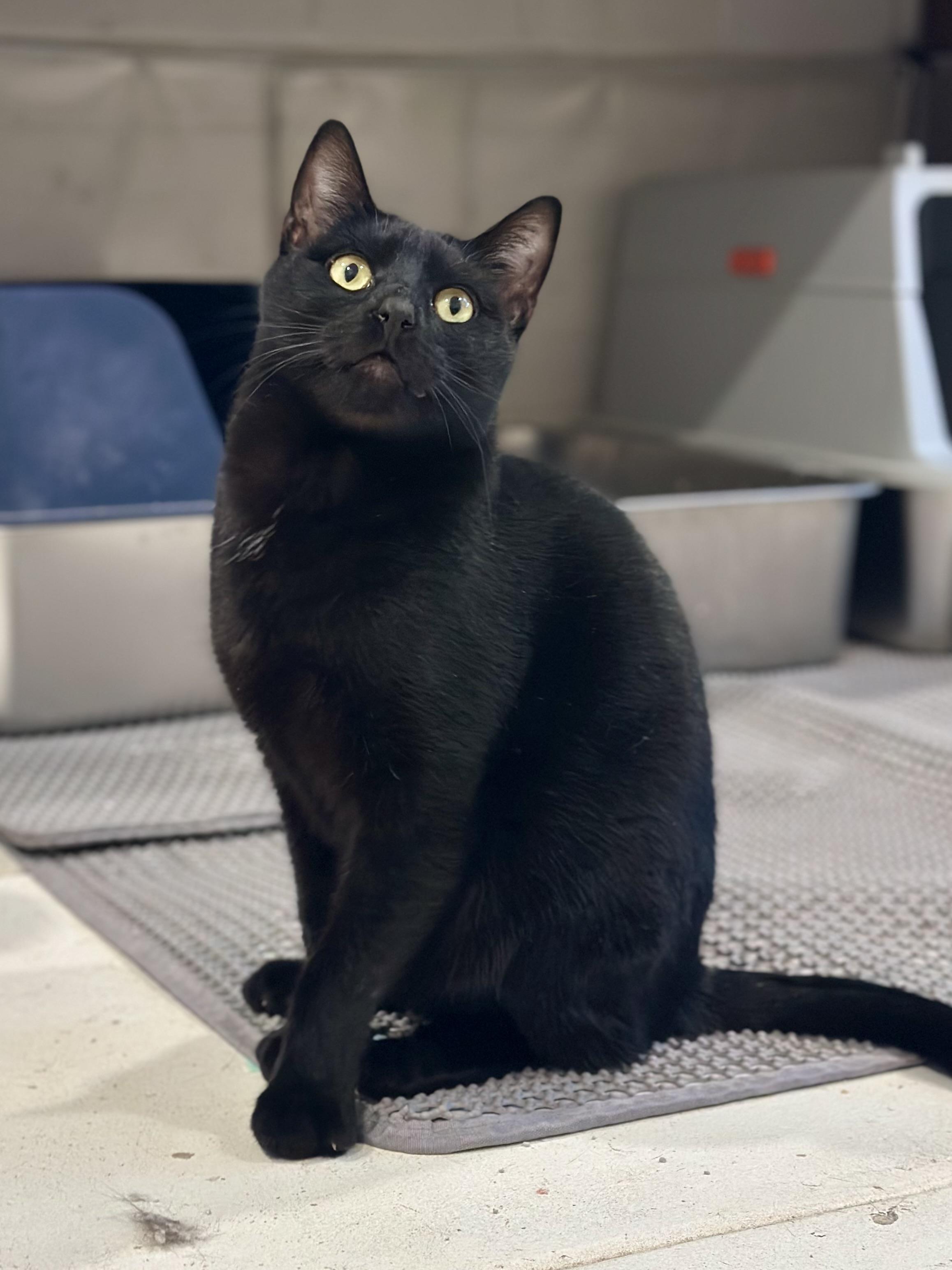 Hacker, Adoptable, Adult Male Domestic Short Hair.