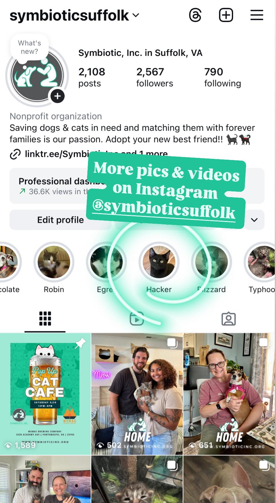 Enlarge Hacker, a Adoptable Domestic Short Hair in Suffolk, VA image 6/6