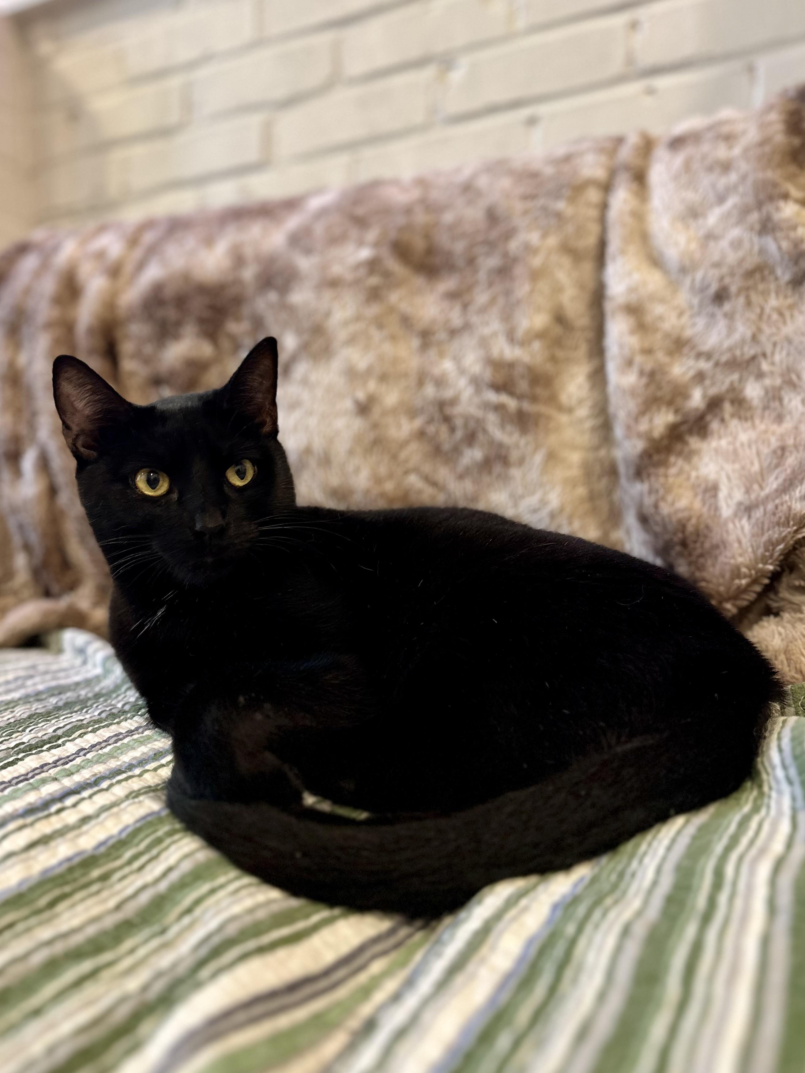 Enlarge Hacker, a Adoptable Domestic Short Hair in Suffolk, VA image 3/6
