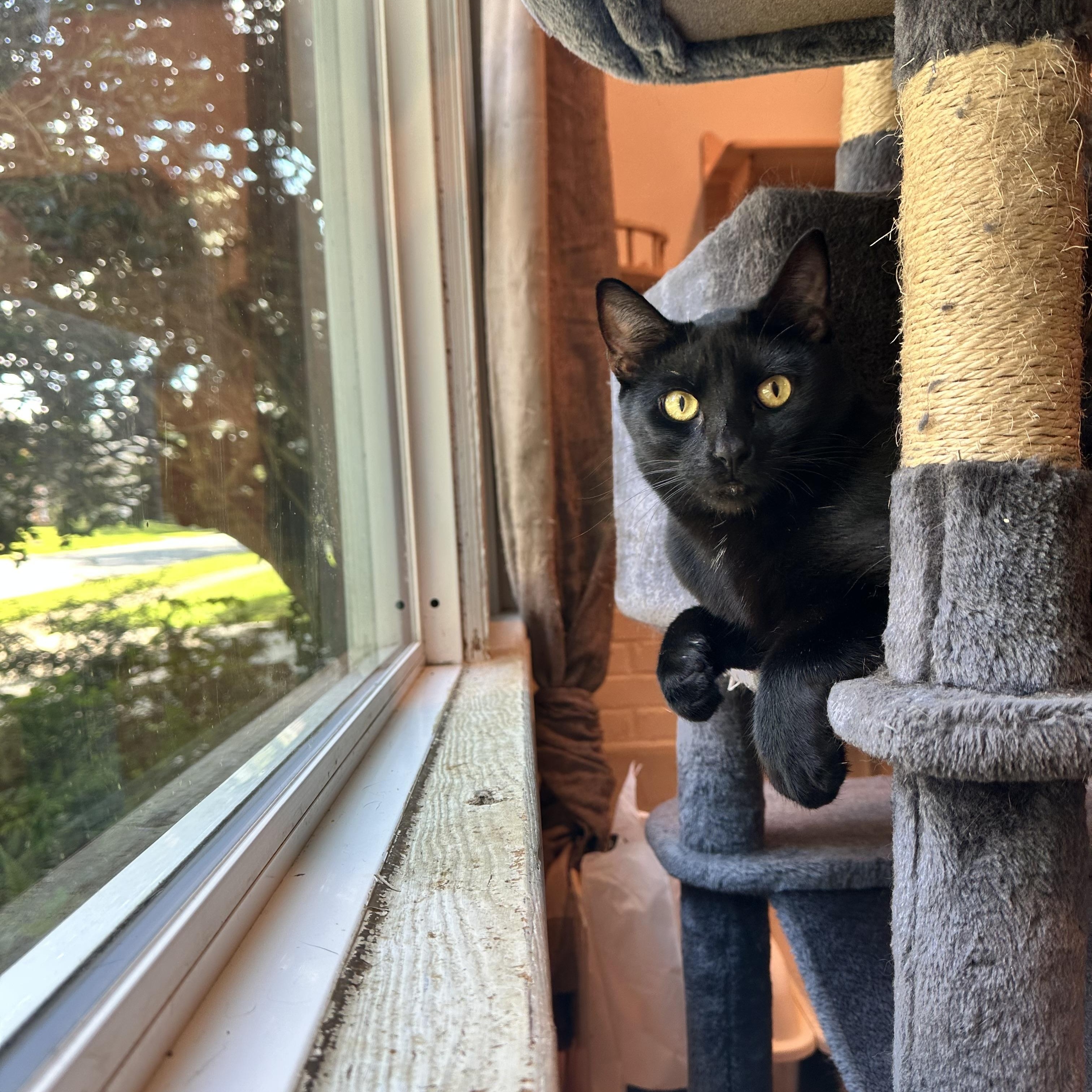 Enlarge Hacker, a Adoptable Domestic Short Hair in Suffolk, VA image 5/6