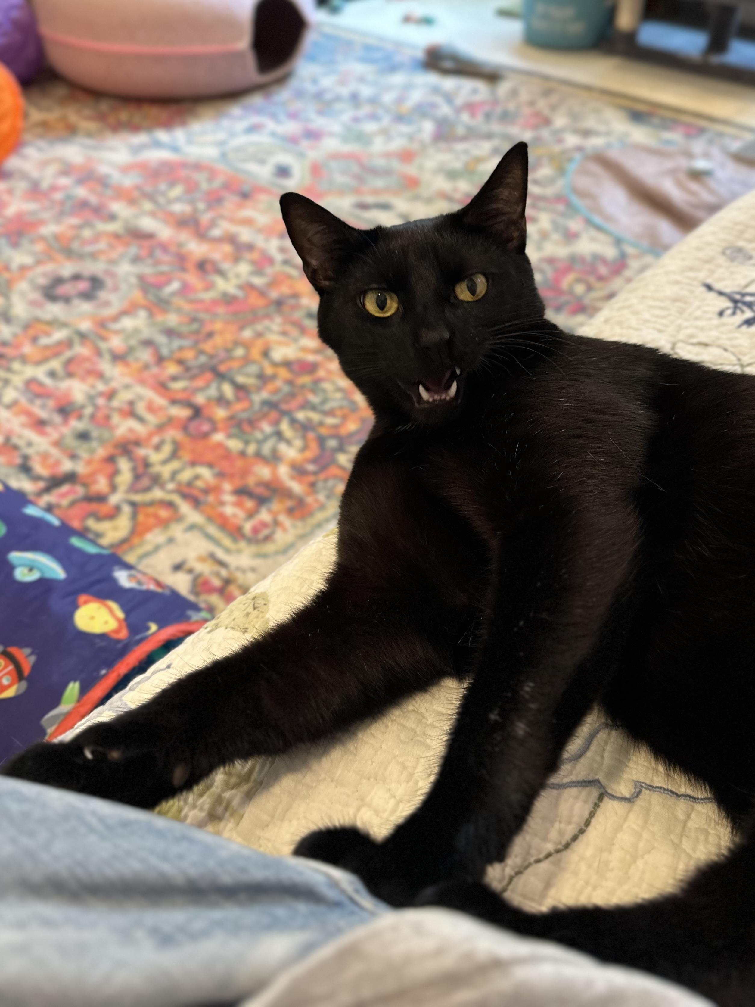 Enlarge Hacker, a Adoptable Domestic Short Hair in Suffolk, VA image 2/6