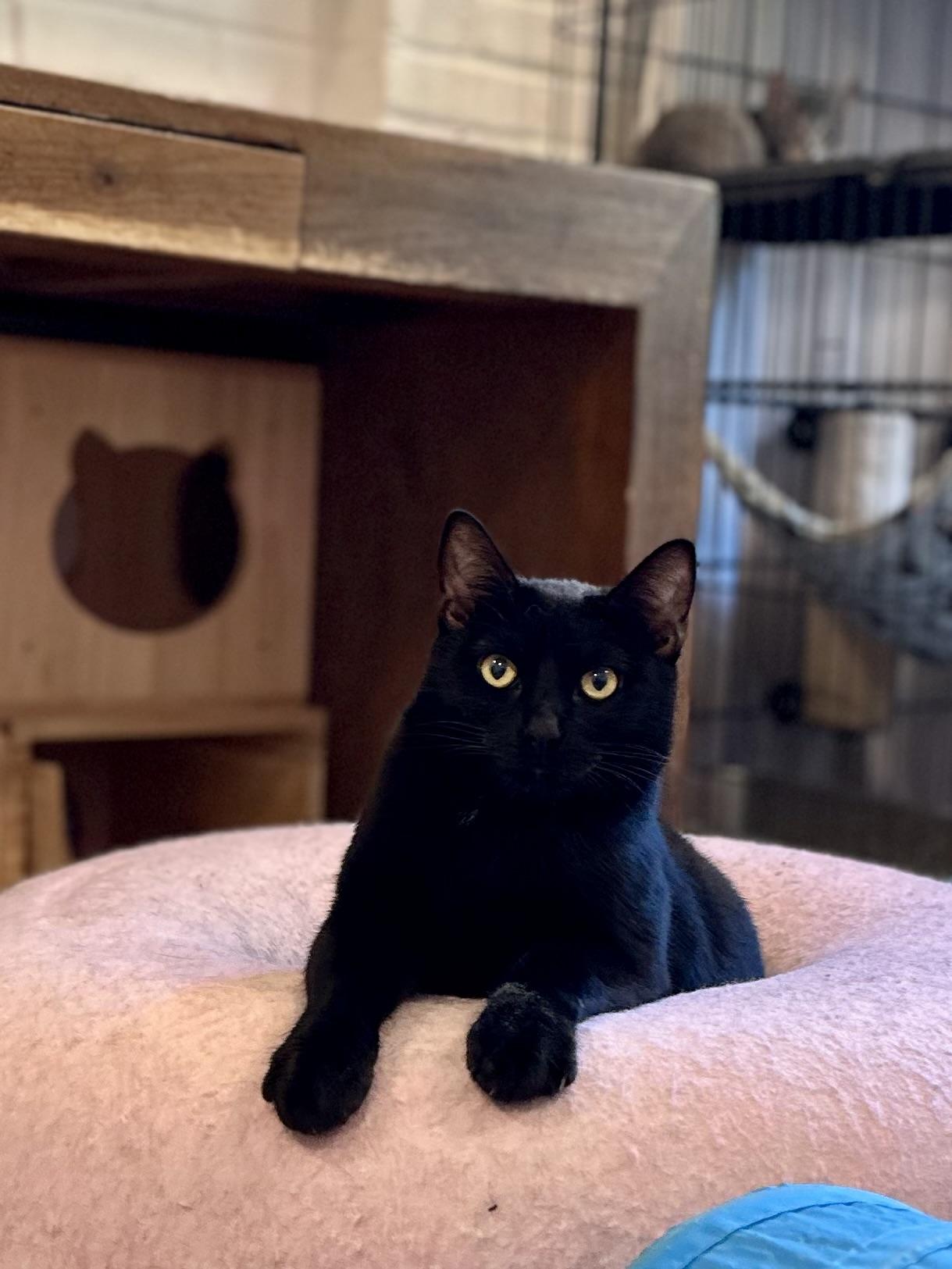 Hacker, Adoptable, Adult Male Domestic Short Hair.