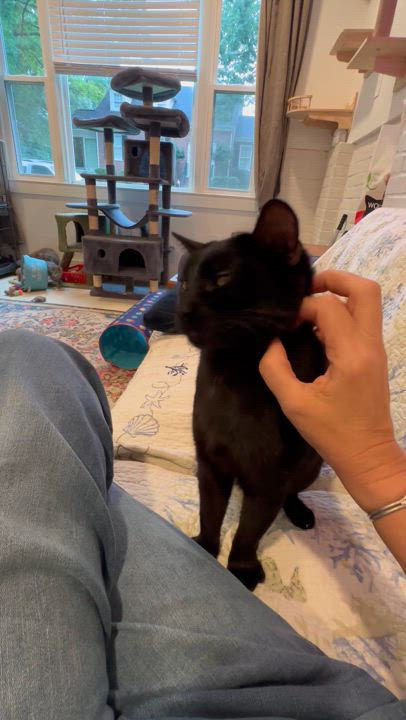 Enlarge Hacker, a Adoptable Domestic Short Hair in Suffolk, VA video 4/6