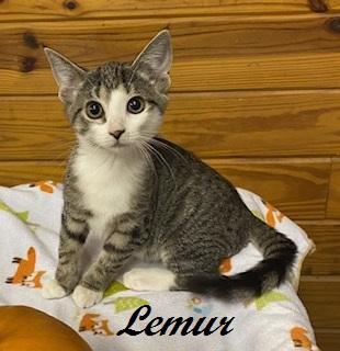 Enlarge Lemur, a Adoptable Tabby in Southern Pines, NC image 1/3