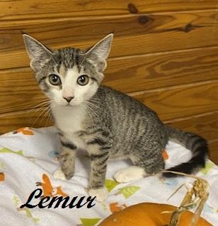 Enlarge Lemur, a Adoptable Tabby in Southern Pines, NC image 3/3