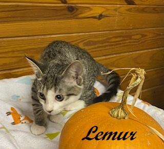 Enlarge Lemur, a Adoptable Tabby in Southern Pines, NC image 2/3