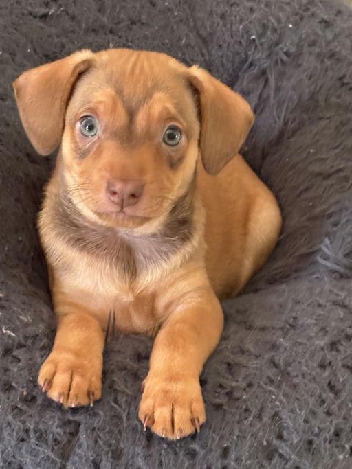 Enlarge Macaroni - Rosie Pup, a Adoptable mixed breed in Los Angeles, CA image 6/6