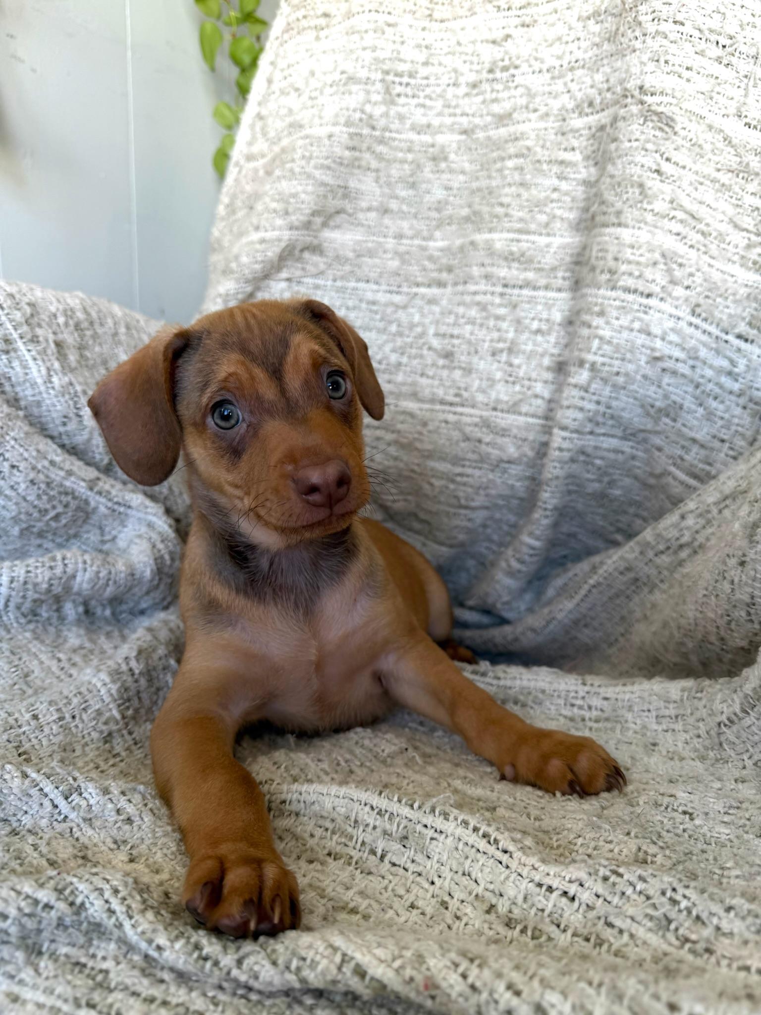 Enlarge Macaroni - Rosie Pup, a Adoptable mixed breed in Los Angeles, CA image 4/6