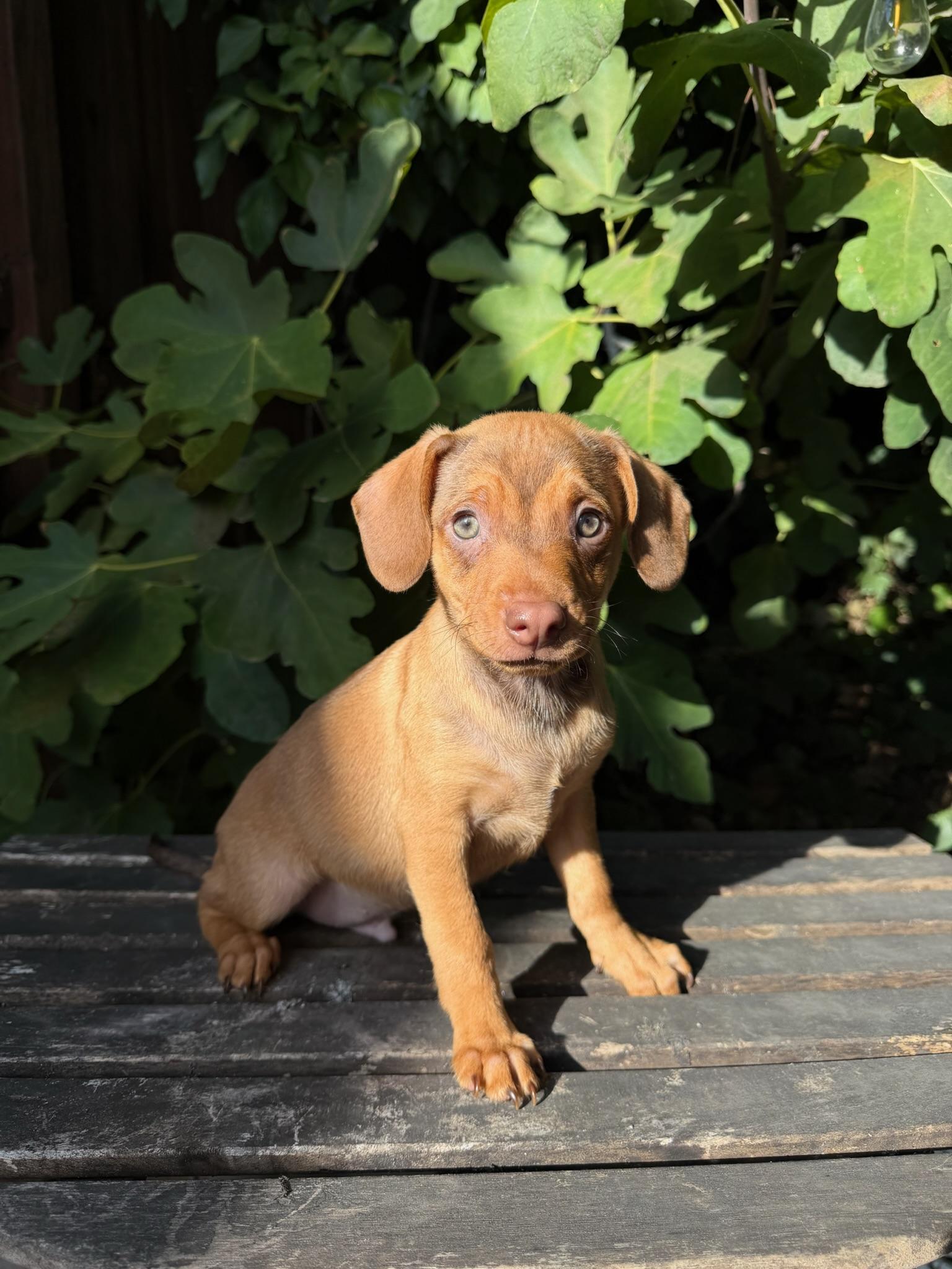 Enlarge Macaroni - Rosie Pup, a Adoptable mixed breed in Los Angeles, CA image 5/6