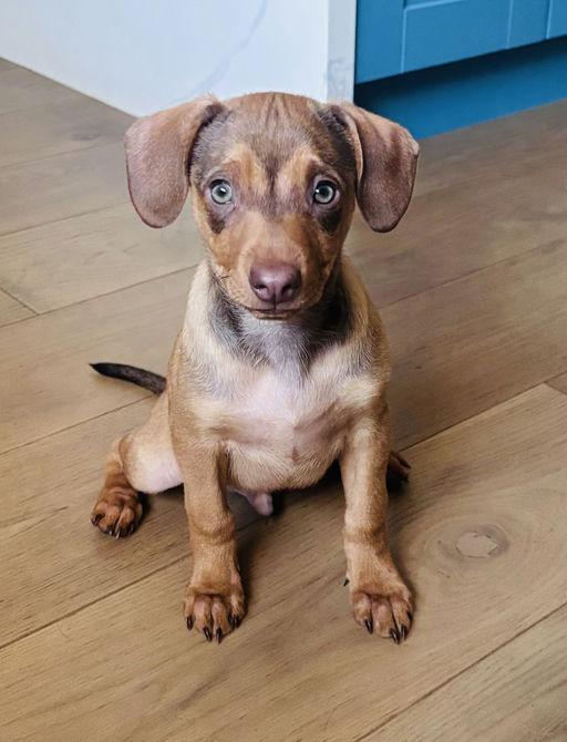 Enlarge Macaroni - Rosie Pup, a Adoptable mixed breed in Los Angeles, CA image 2/6