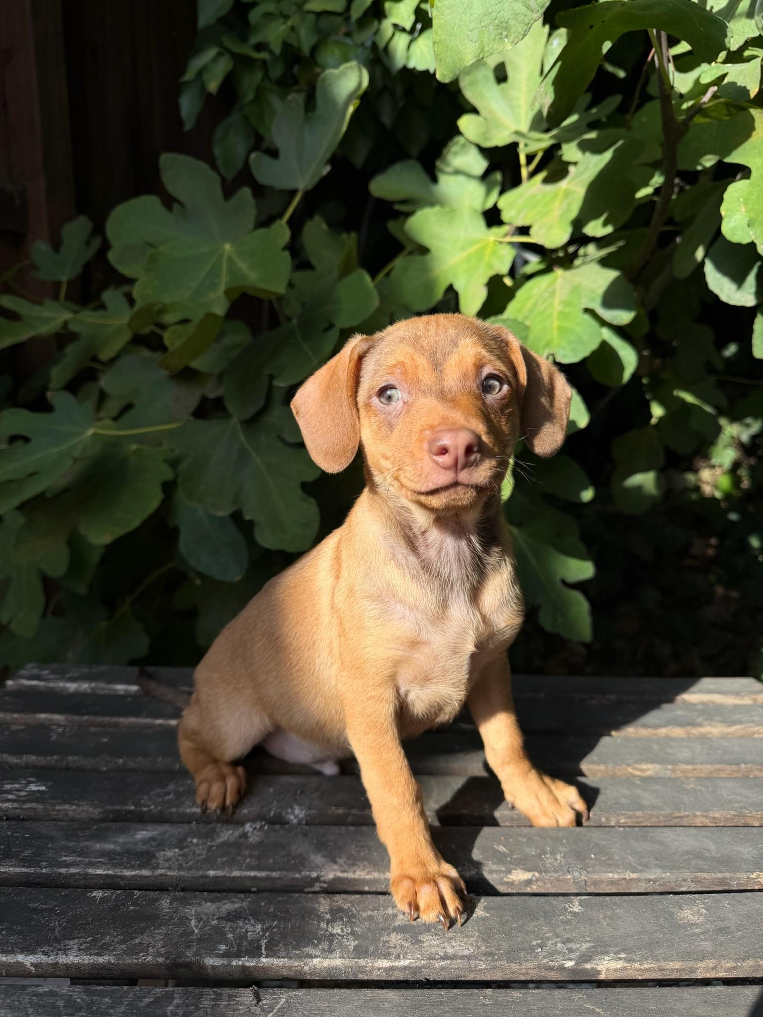 Macaroni - Rosie Pup, Adoptable, Puppy Male Chihuahua.