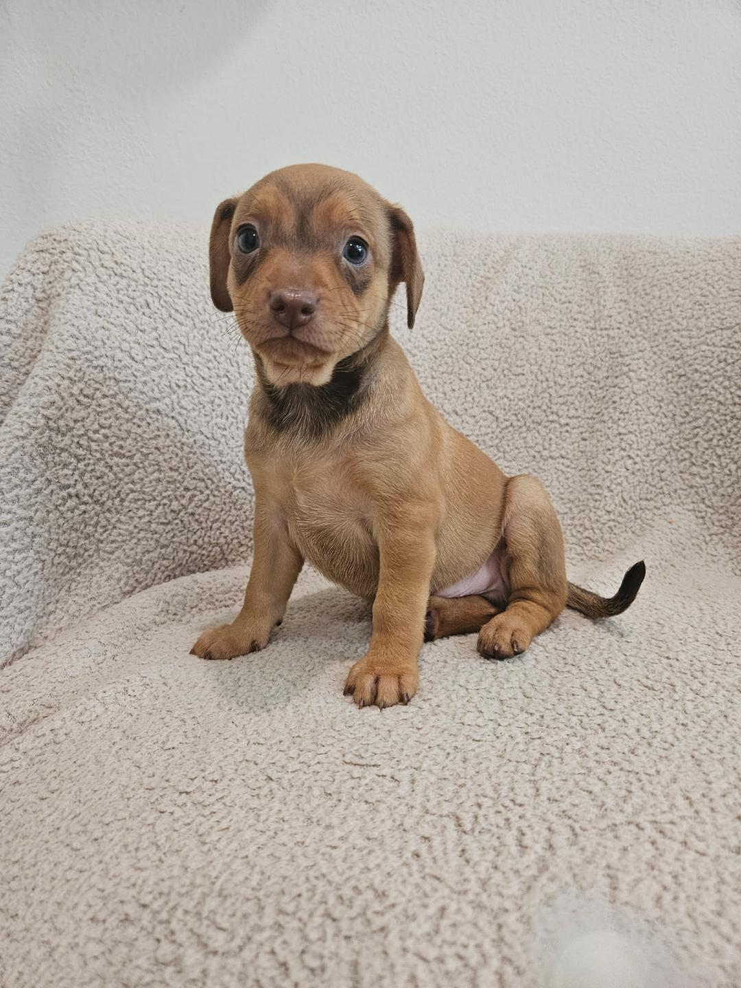 Enlarge Macaroni - Rosie Pup, a Adoptable mixed breed in Los Angeles, CA image 3/6