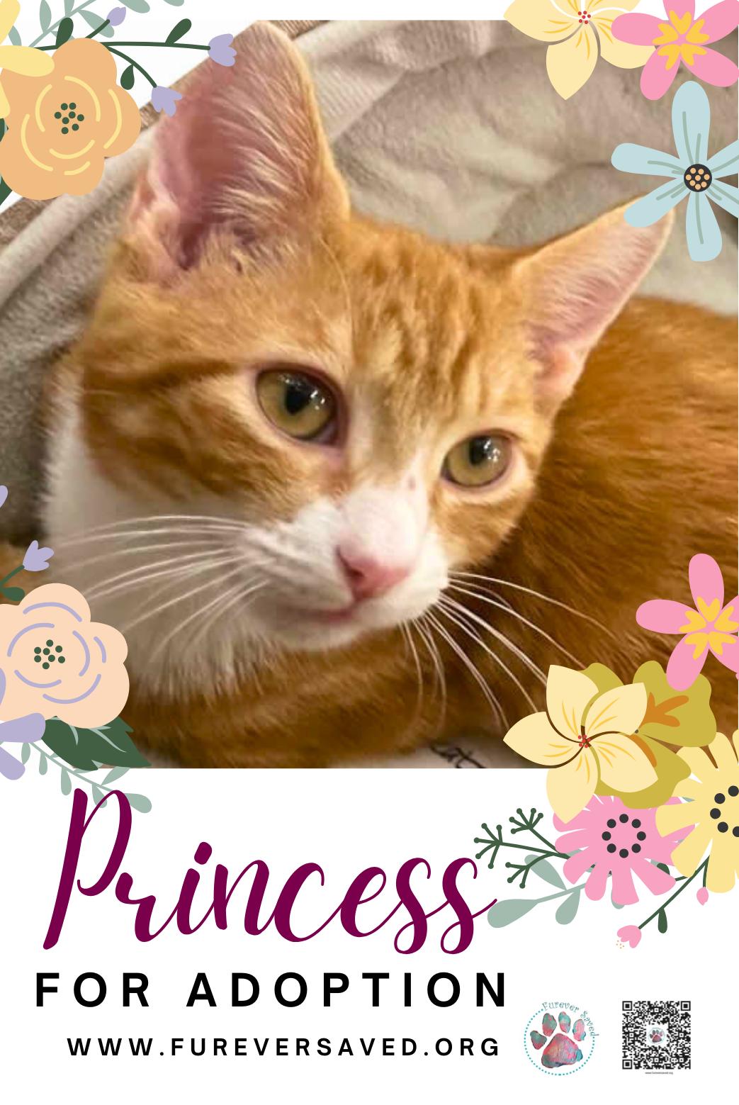 Enlarge Princess, a ADOPTABLE Domestic Short Hair in Miami, FL image 2/3