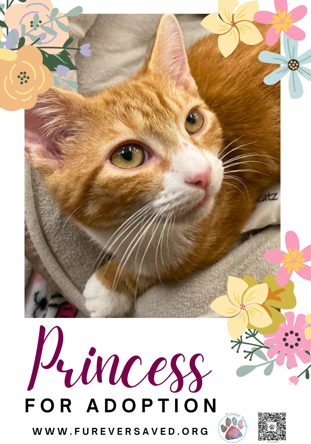 Enlarge Princess, a ADOPTABLE Domestic Short Hair in Miami, FL image 3/3