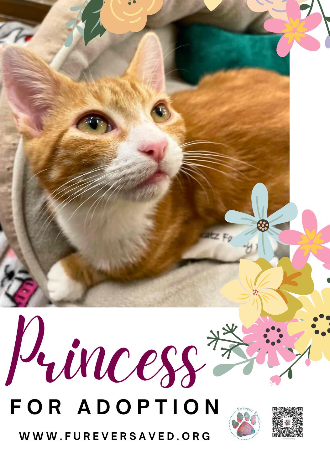 Enlarge Princess, a ADOPTABLE Domestic Short Hair in Miami, FL image 1/3